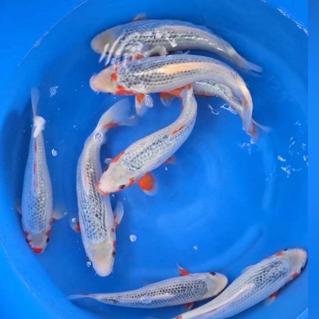 Fish hub WhatsApp group icon